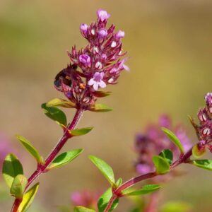<b>Thymus pulegioides</b> Arznei-Thymian