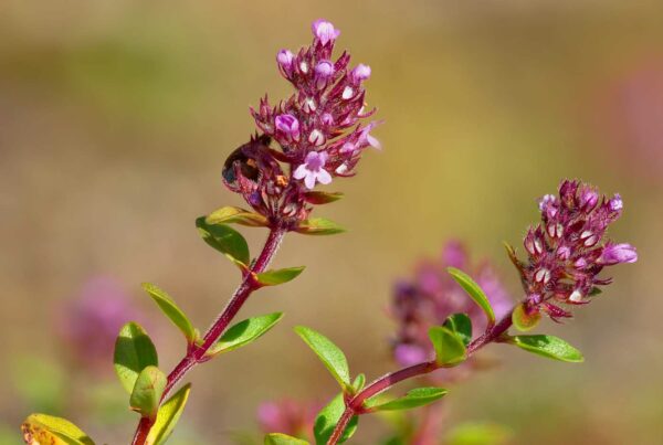 <b>Thymus pulegioides</b> Arznei-Thymian