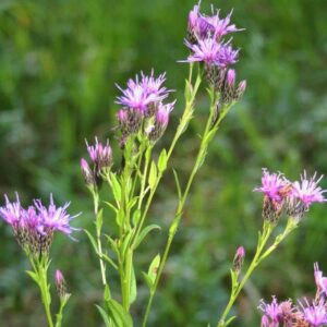 <b>Serratula tinctoria</b> Färber-Scharte