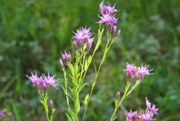 <b>Serratula tinctoria</b> Färber-Scharte