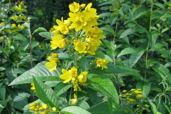 <b>Lysimachia vulgaris</b> Gewöhnlicher Gilbweiderich
