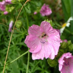 <b>Malva moschata</b> Moschus-Malve