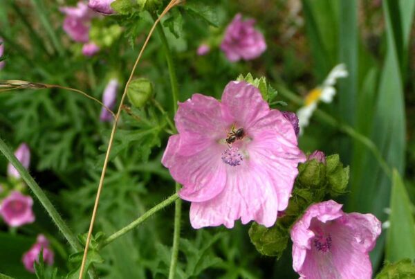 <b>Malva moschata</b> Moschus-Malve