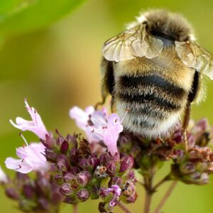 <b>Origanum vulgare</b> Gewöhnlicher Dost / Oregano