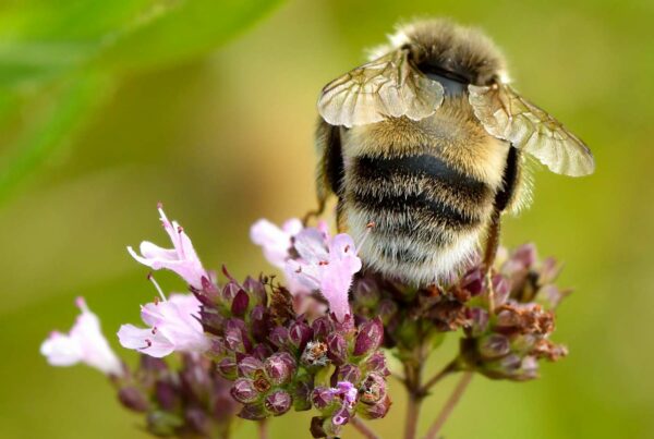 <b>Origanum vulgare</b> Gewöhnlicher Dost / Oregano
