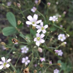 <b>Petrorhagia saxifraga</b> Felsennelke