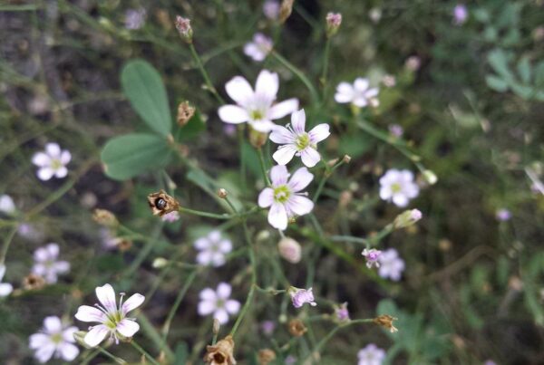 <b>Petrorhagia saxifraga</b> Felsennelke