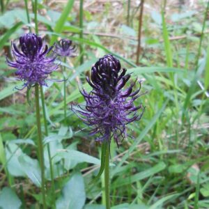 <b>Phyteuma nigra</b> Schwarze Teufelskralle
