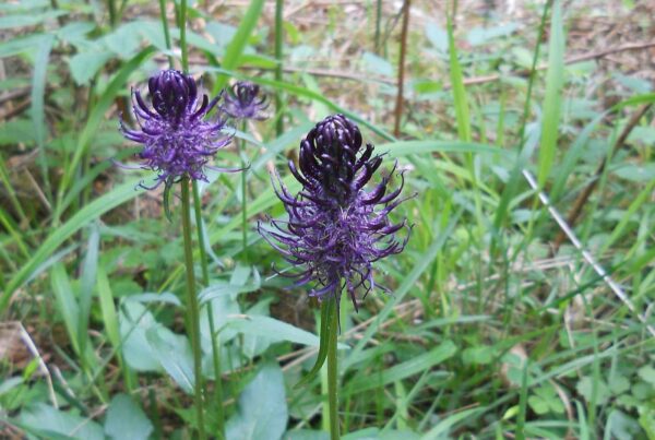 <b>Phyteuma nigra</b> Schwarze Teufelskralle
