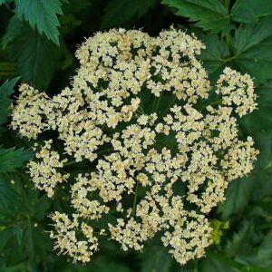 <b>Pimpinella major</b> Große Pimpinelle