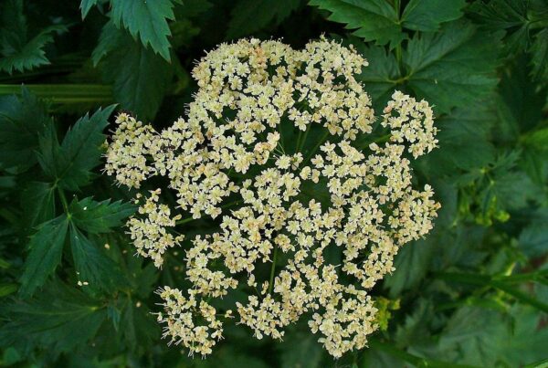 <b>Pimpinella major</b> Große Pimpinelle