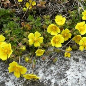 <b>Potentilla verna</b> Frühlings-Fingerkraut