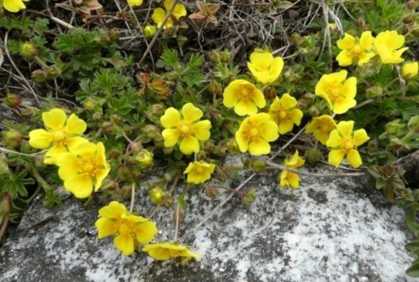 <b>Potentilla verna</b> Frühlings-Fingerkraut