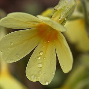 <b>Primula elatior</b> Hohe Primel