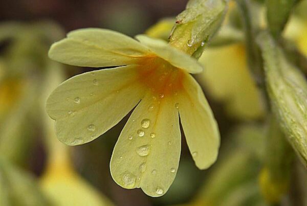 <b>Primula elatior</b> Hohe Primel