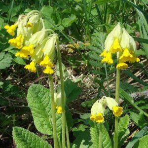 <b>Primula veris</b> Wiesen-Primel