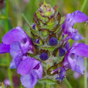 <b>Prunella grandiflora</b> Große Braunelle