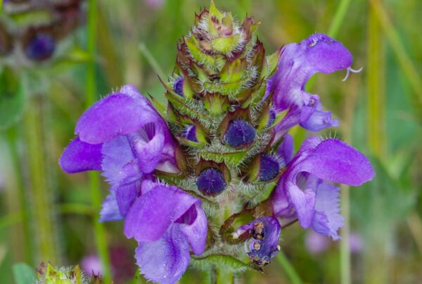 <b>Prunella grandiflora</b> Große Braunelle