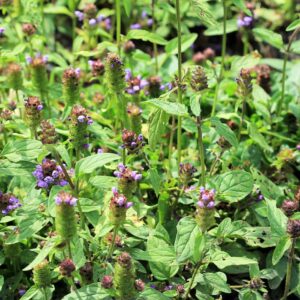 <b>Prunella vulgaris</b> Gewöhnliche Braunelle