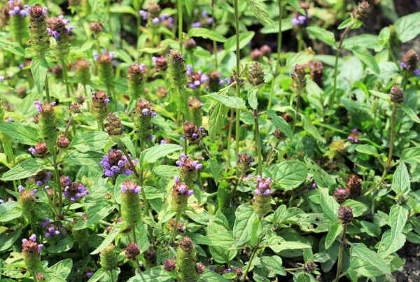 <b>Prunella vulgaris</b> Gewöhnliche Braunelle