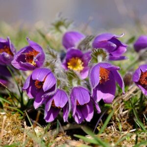 <b>Pulsatilla vulgaris</b> Gewöhnliche Küchenschelle