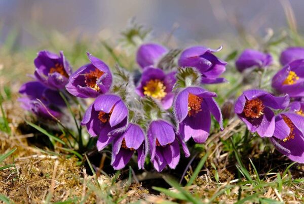 <b>Pulsatilla vulgaris</b> Gewöhnliche Küchenschelle