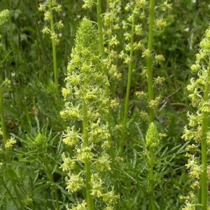 <b>Reseda lutea</b> Gelbe Resede