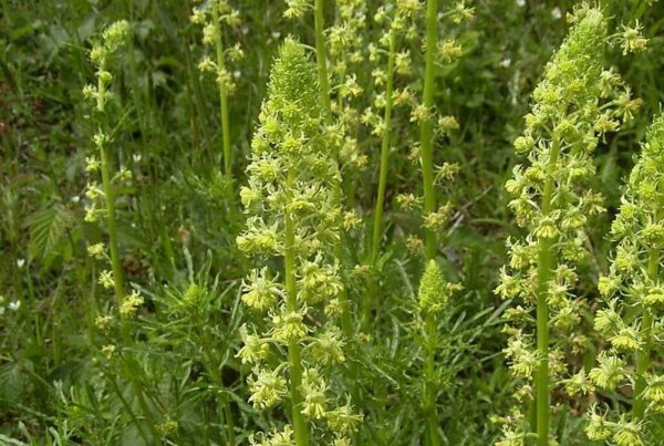 <b>Reseda lutea</b> Gelbe Resede