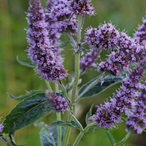 <b>Mentha longifolia</b> Ross-Minze