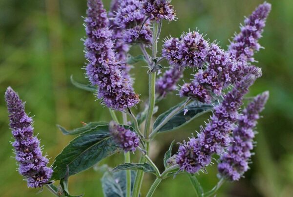 <b>Mentha longifolia</b> Ross-Minze