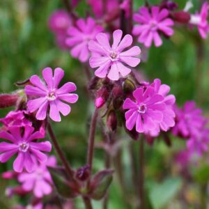 <b>Silene dioica</b> Rote Lichtnelke