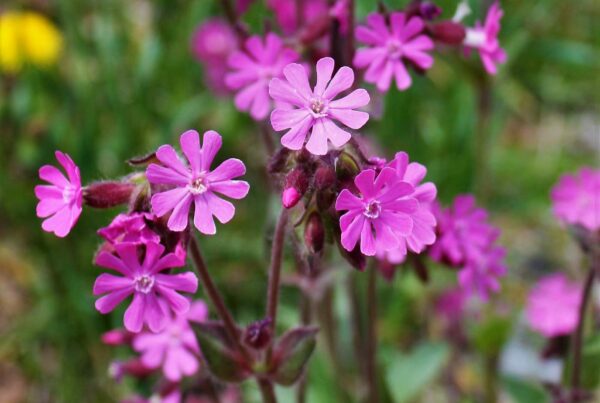 <b>Silene dioica</b> Rote Lichtnelke