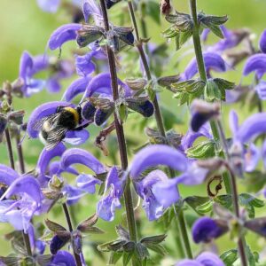 <b>Salvia pratensis</b> Wiesen-Salbei