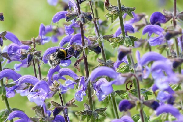 <b>Salvia pratensis</b> Wiesen-Salbei