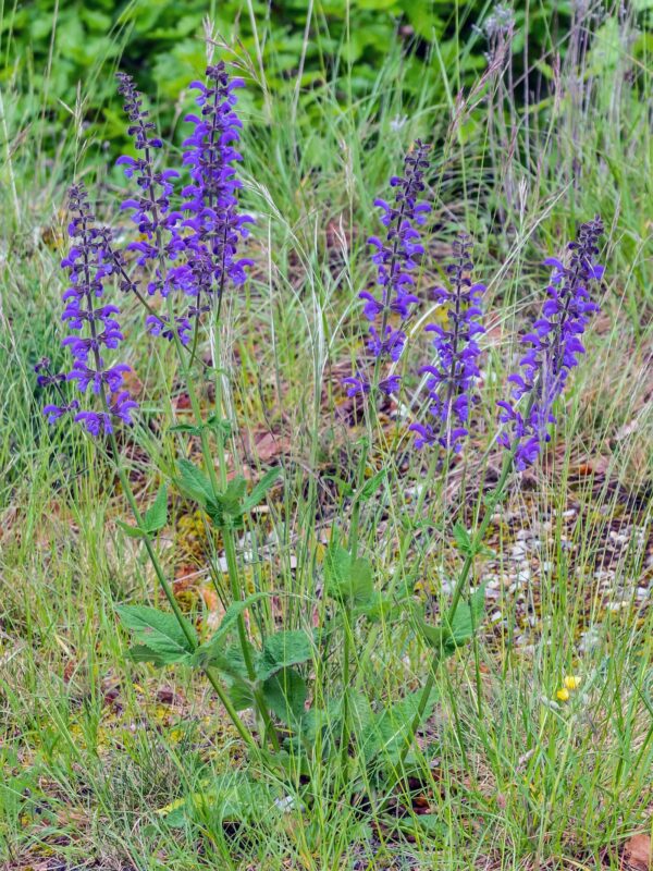 <b>Salvia pratensis</b> Wiesen-Salbei – Bild 2