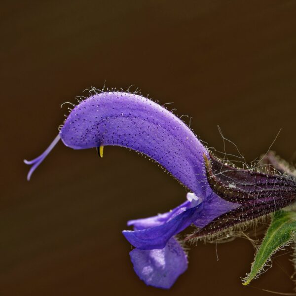 <b>Salvia pratensis</b> Wiesen-Salbei – Bild 3