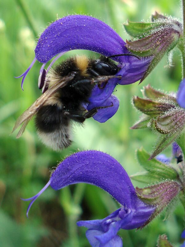 <b>Salvia pratensis</b> Wiesen-Salbei – Bild 4