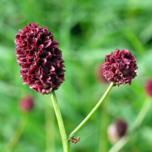 <b>Sanguisorba officinalis</b> Großer Wiesenknopf
