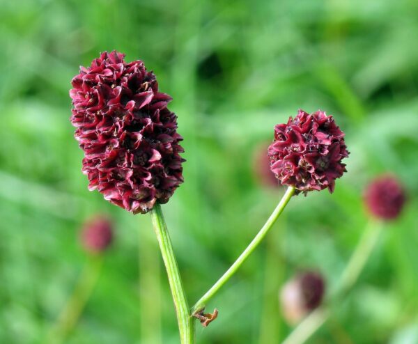 <b>Sanguisorba officinalis</b> Großer Wiesenknopf
