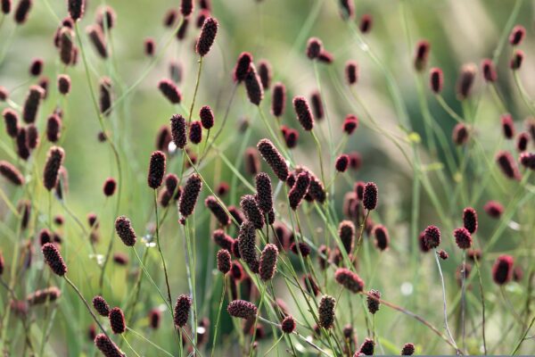 <b>Sanguisorba officinalis</b> Großer Wiesenknopf – Bild 2