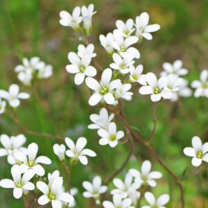 <b>Saxifraga granulata</b> Körnchen-Steinbrech