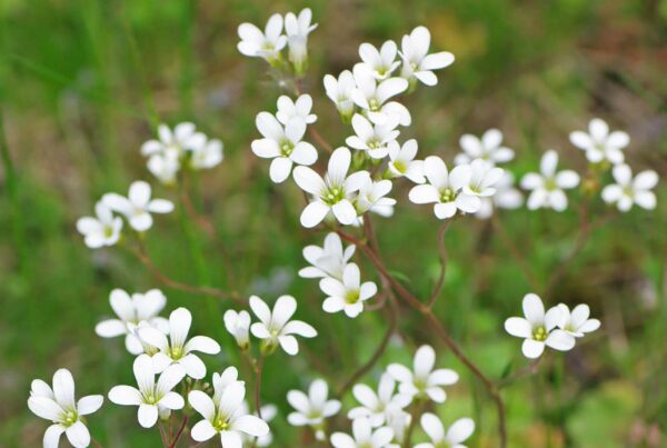 <b>Saxifraga granulata</b> Körnchen-Steinbrech