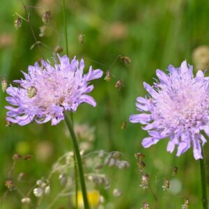 <b>Scabiosa columbaria</b> Tauben-Skabiose