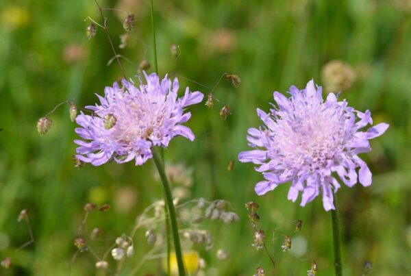 <b>Scabiosa columbaria</b> Tauben-Skabiose