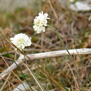 <b>Scabiosa ochroleuca</b> Gelbe Skabiose