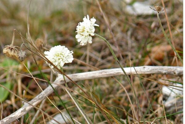 <b>Scabiosa ochroleuca</b> Gelbe Skabiose