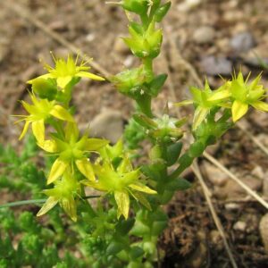 <b>Sedum acre</b> Scharfer Mauerpfeffer