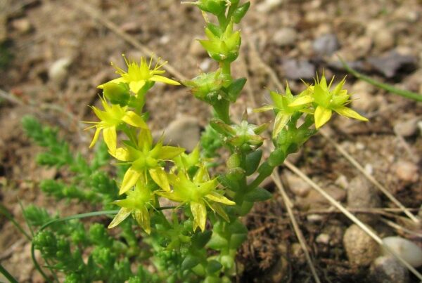 <b>Sedum acre</b> Scharfer Mauerpfeffer