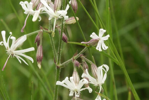 <b>Silene nutans</b> Nickendes Leimkraut