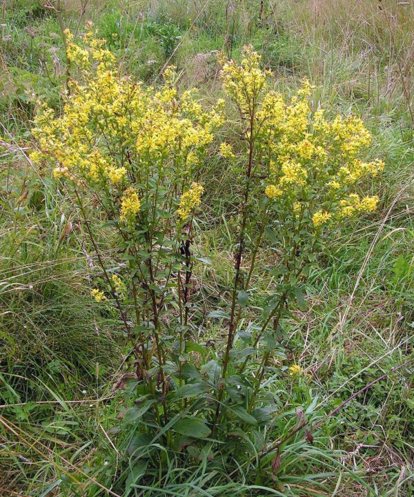 <b>Solidago virgaurea</b> Gewöhnliche Goldrute – Bild 2